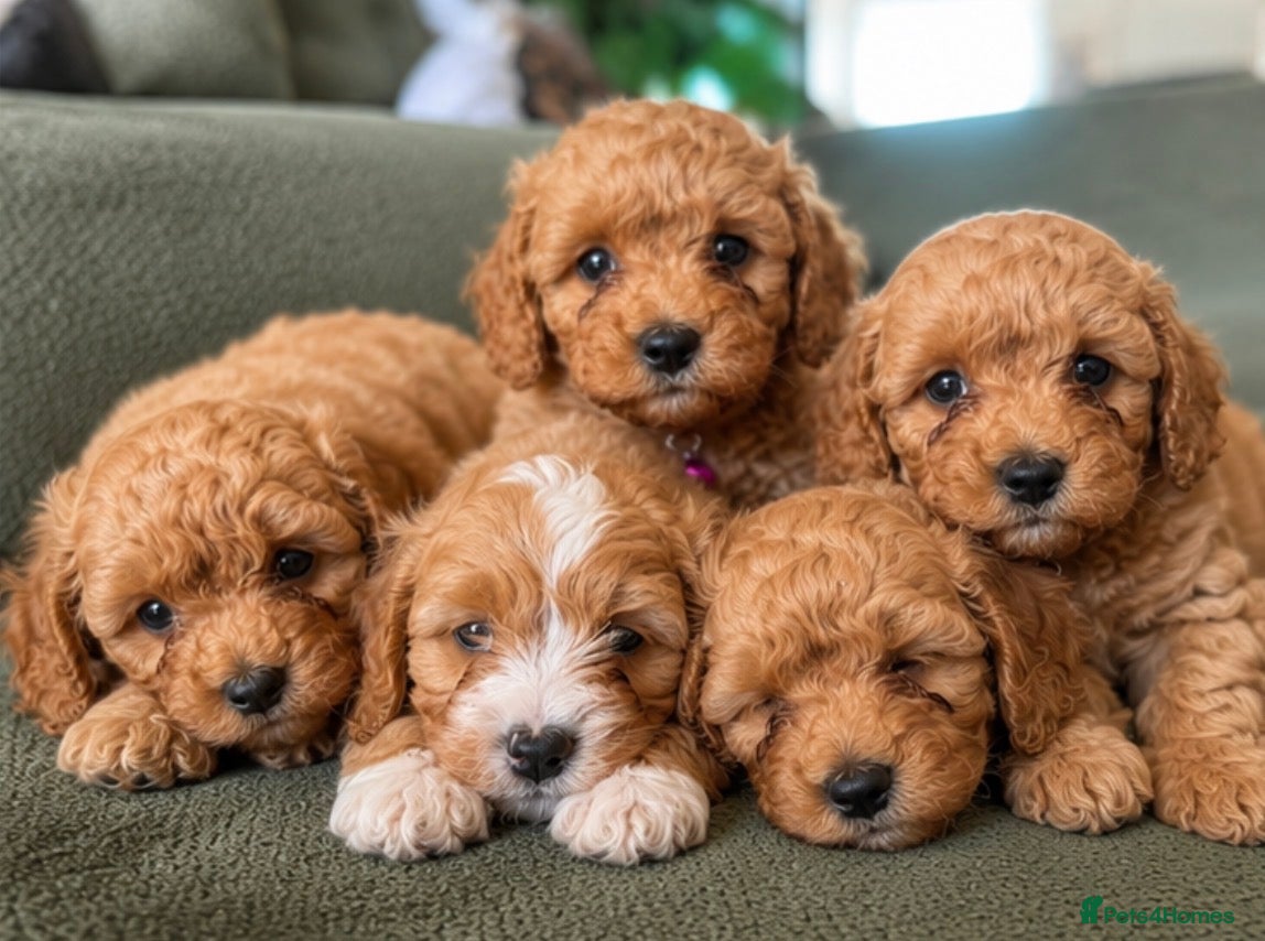 Cavapoochon dogs Cavapoochons ready for reserve 💕  - Advert 1