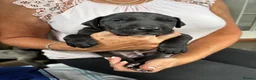 Great Dane dogs for sale: 2 girls left Great Dane puppys - Advert 9