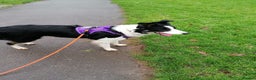 Border Collie dogs for adoption: ❤️Millie fabulous  18-month-old Border Collie ❤️ - Advert 7