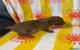 Shar Pei dogs for sale: Stunning Shar Pei Pups - Image 16