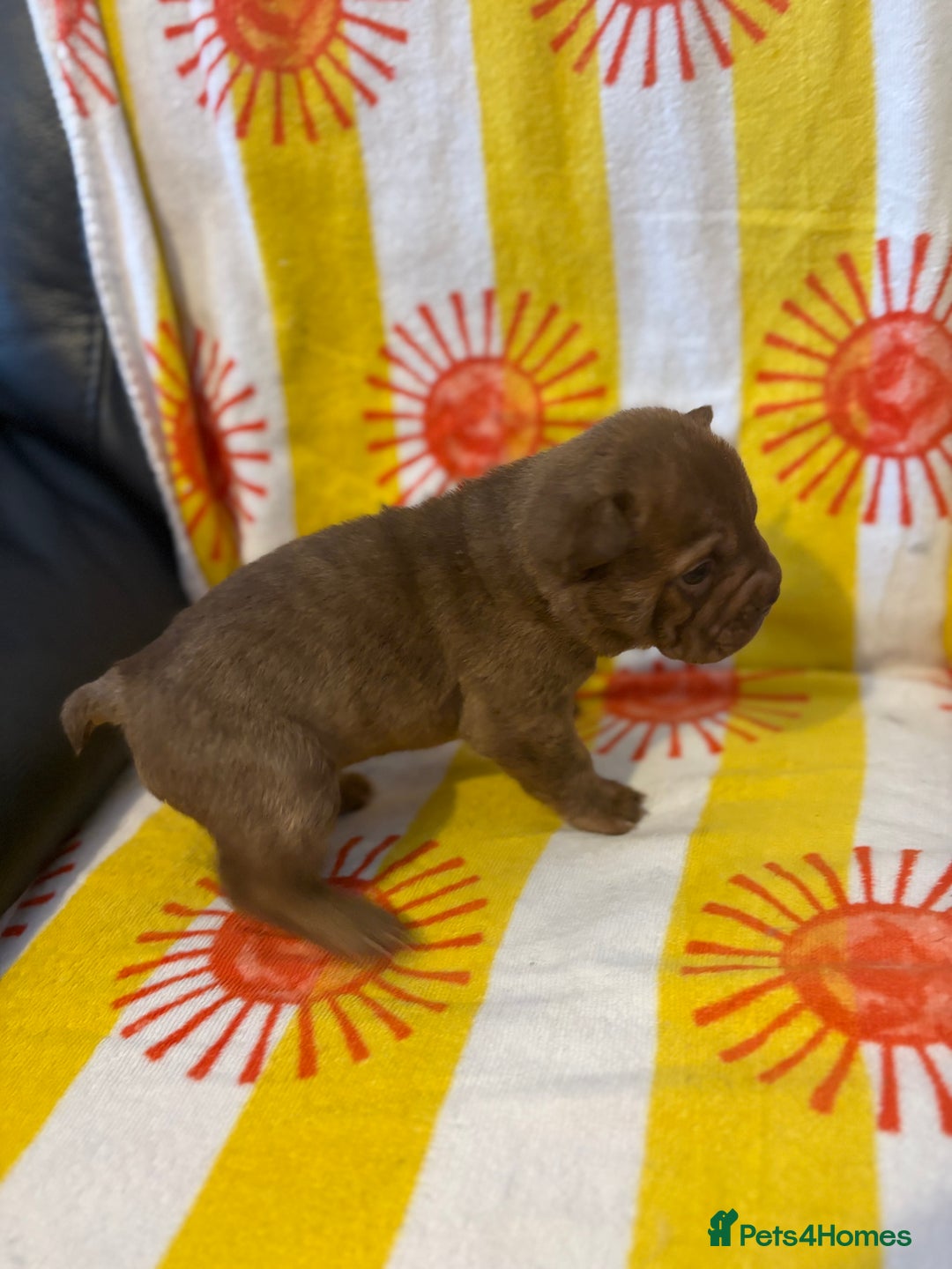 Shar Pei dogs for sale: Stunning Shar Pei Pups - Image 16