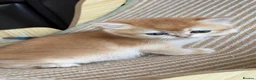 British Shorthair cats for sale: BSH GCCF GOLDEN AND LILAC KITTENS  in Basildon - Advert 14