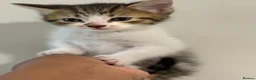 Siberian cats for sale: Beautiful Siberian Cross Kittens  - Advert 3