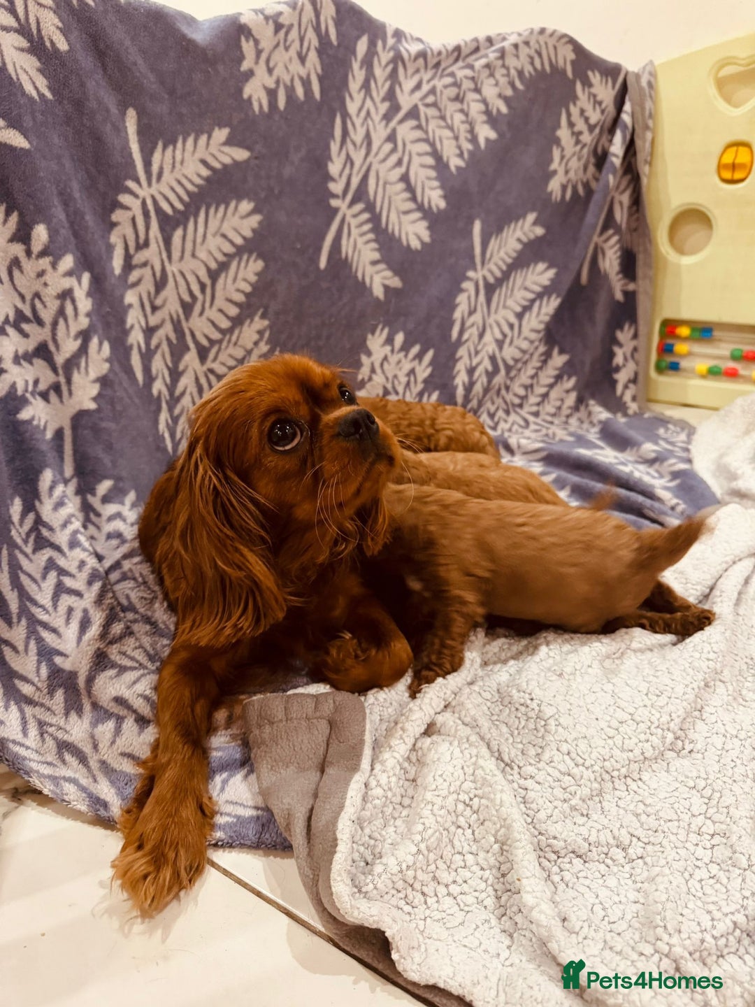 Cavapoo dogs for sale: A wonderful litter of 6 red teddy cavapoos  - Advert 11