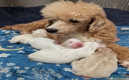 Maltipoo dogs for sale: Stunning Toy Maltipoo Puppies - Image 8