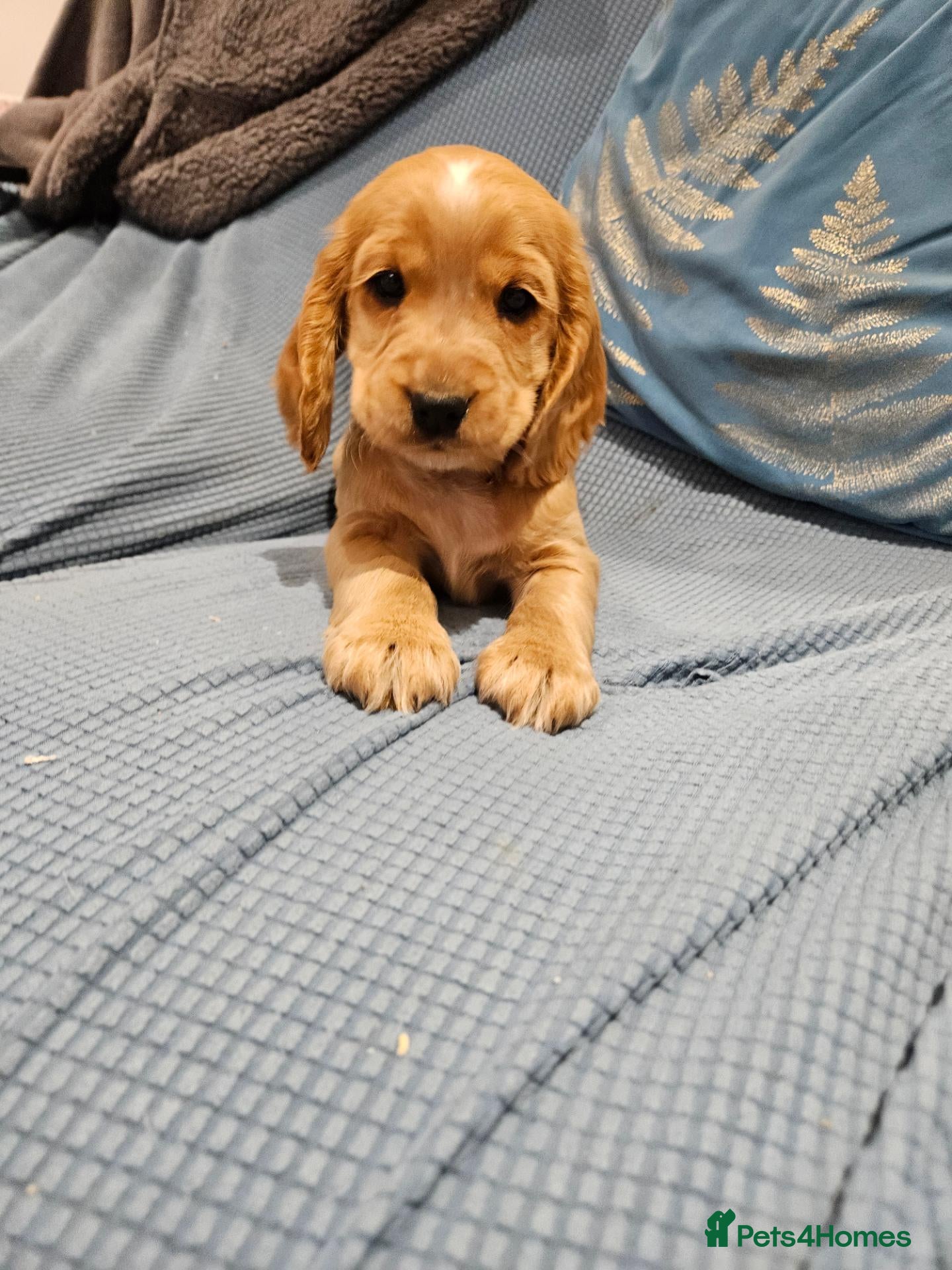 Cocker Spaniel dogs for sale: Stunning show KC Registered Cocker Spaniel pups - Advert 2
