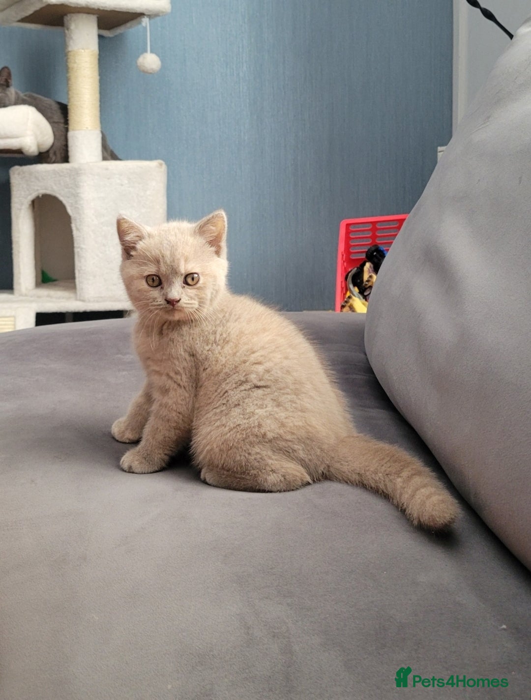 British Shorthair cats for sale: Beautiful Cream/Fawn Female TICA Reg (Active) - Image 1