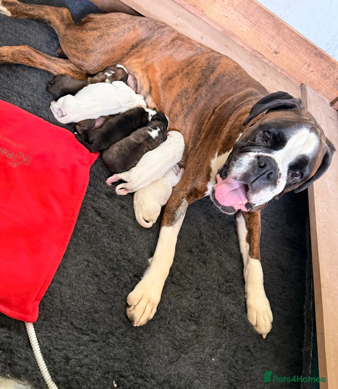 Boxer dogs for sale: Outstanding quality puppies - best pedigree - Advert 1