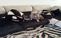 French Bulldog dogs for sale: Male and female french bull dogs  - Advert 5