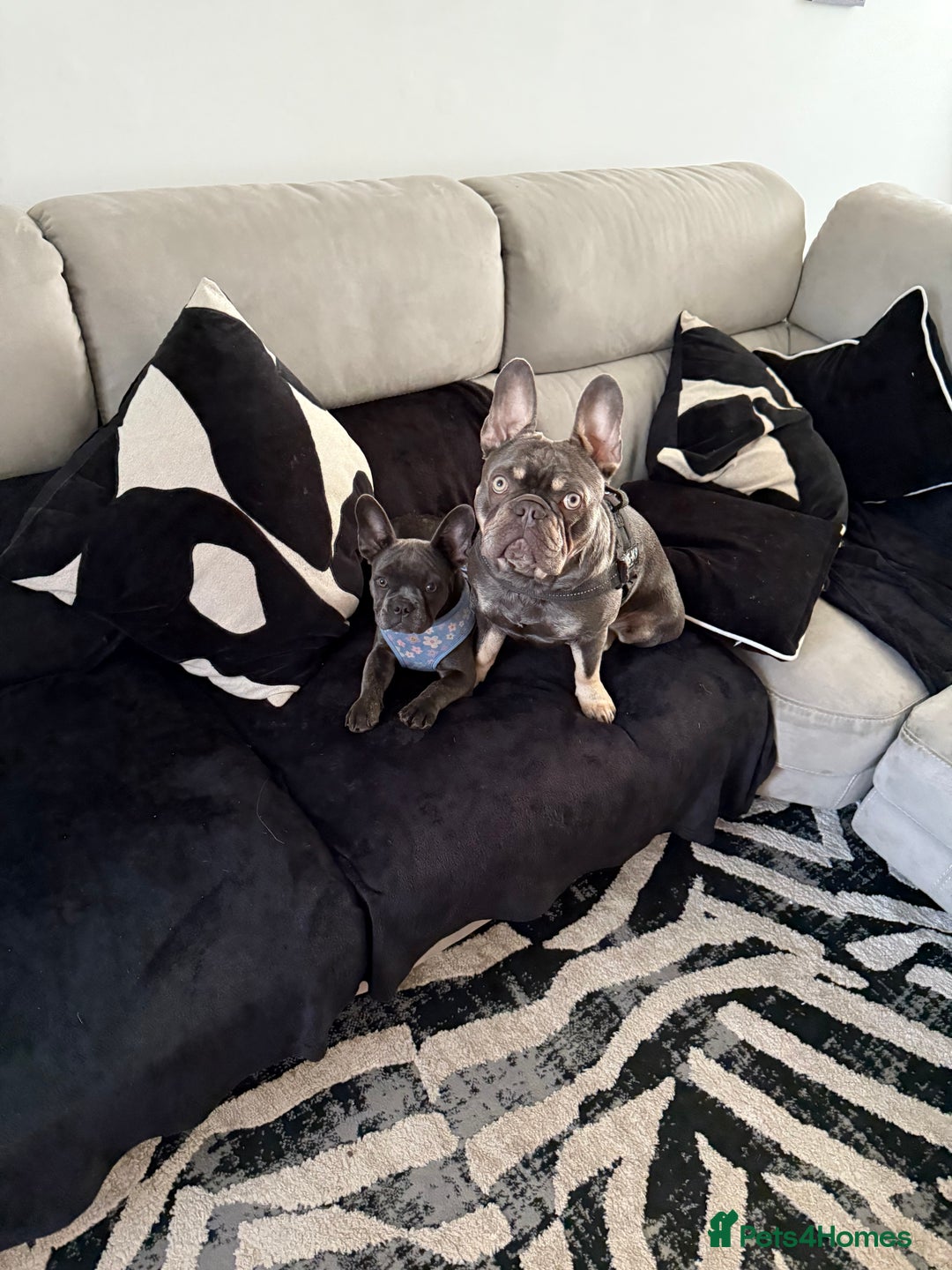 French Bulldog dogs for sale: Male and female french bull dogs  - Advert 5