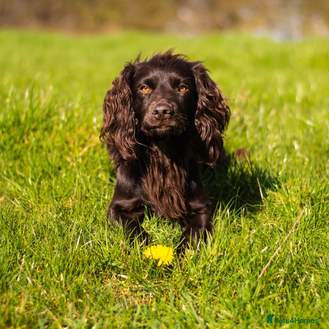 Cocker Spaniel dogs for stud: KC reg Working Cocker Spaniel for Stud in Cambridge - Advert 7