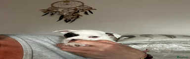  Puppy 2