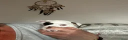 Jack Chi dogs for sale: Three beautiful boys  - Advert 3