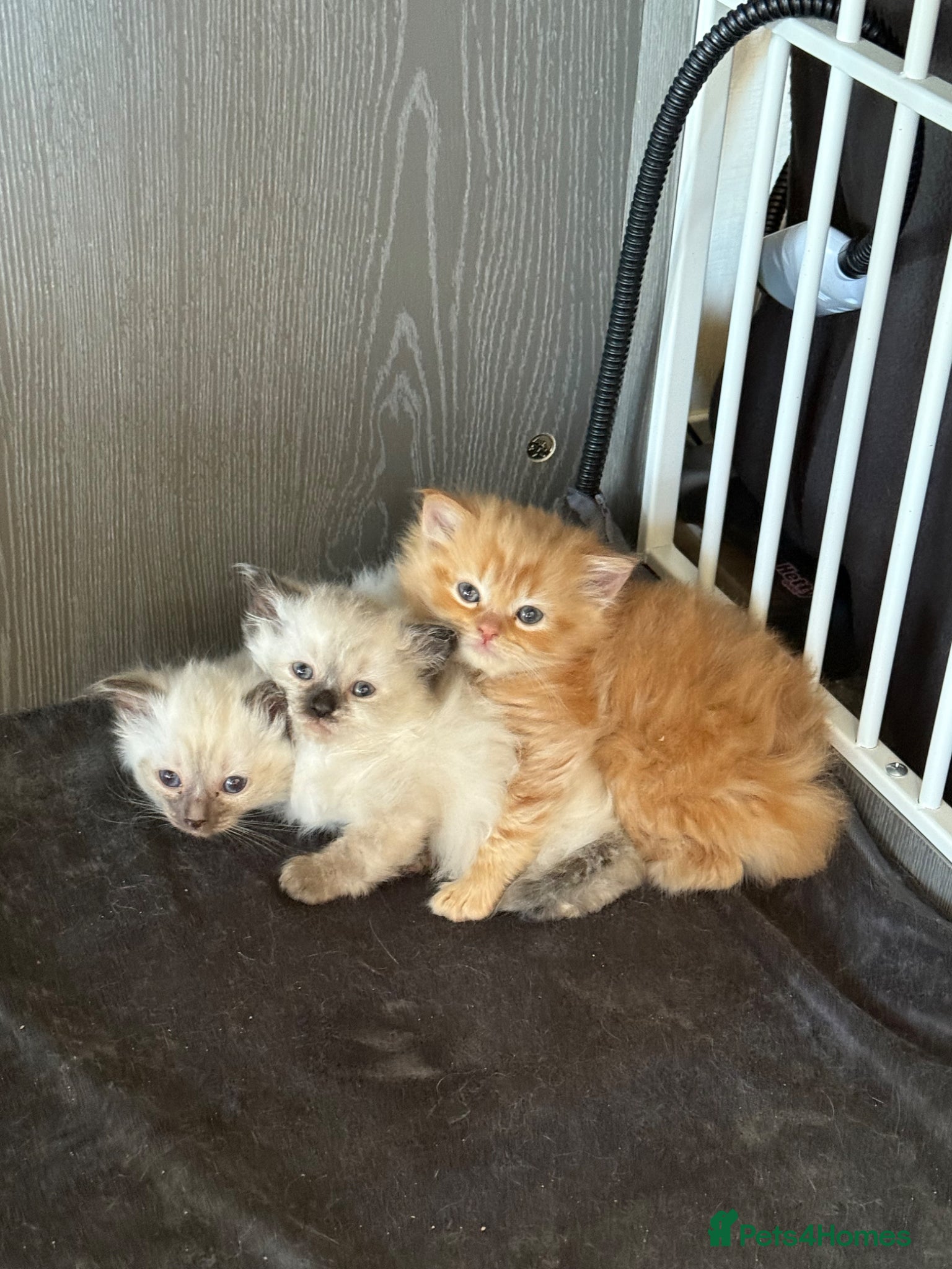 Mixed Breed cats Beautiful Ragdoll Kittens for Sale – Ready Soon 🐾 - Advert 5