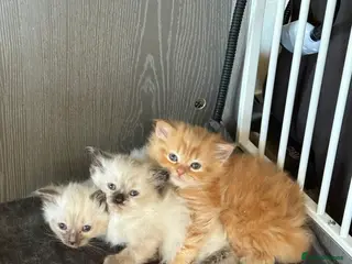 Mixed Breed cats Beautiful Ragdoll Kittens for Sale – Ready Soon 🐾 - Advert 2