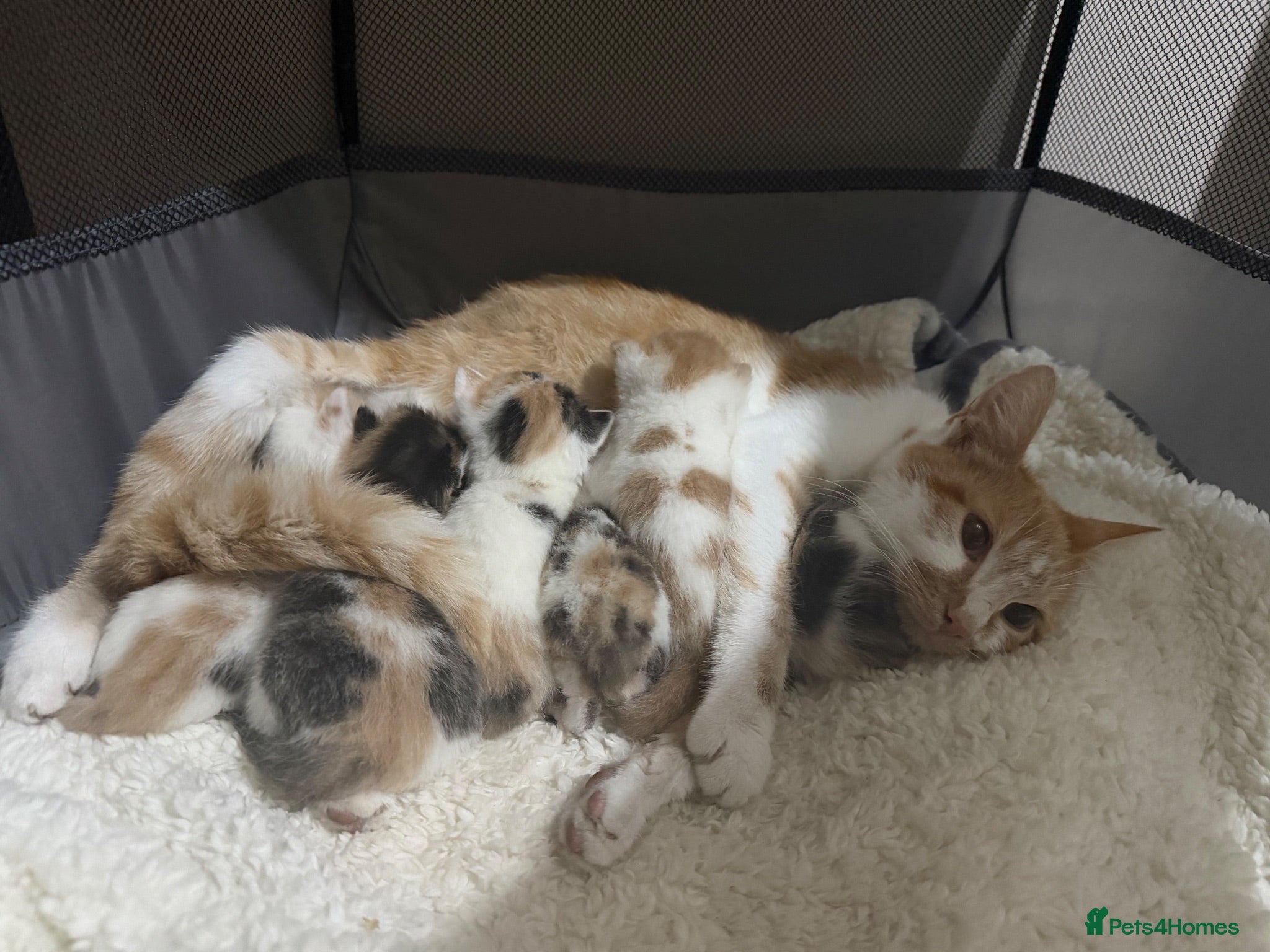 Mixed Breed cats Beautiful litter of kittens available! - Advert 14