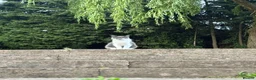 Mixed Breed cats for sale: 3 year old Grey and white Cat - Advert 4