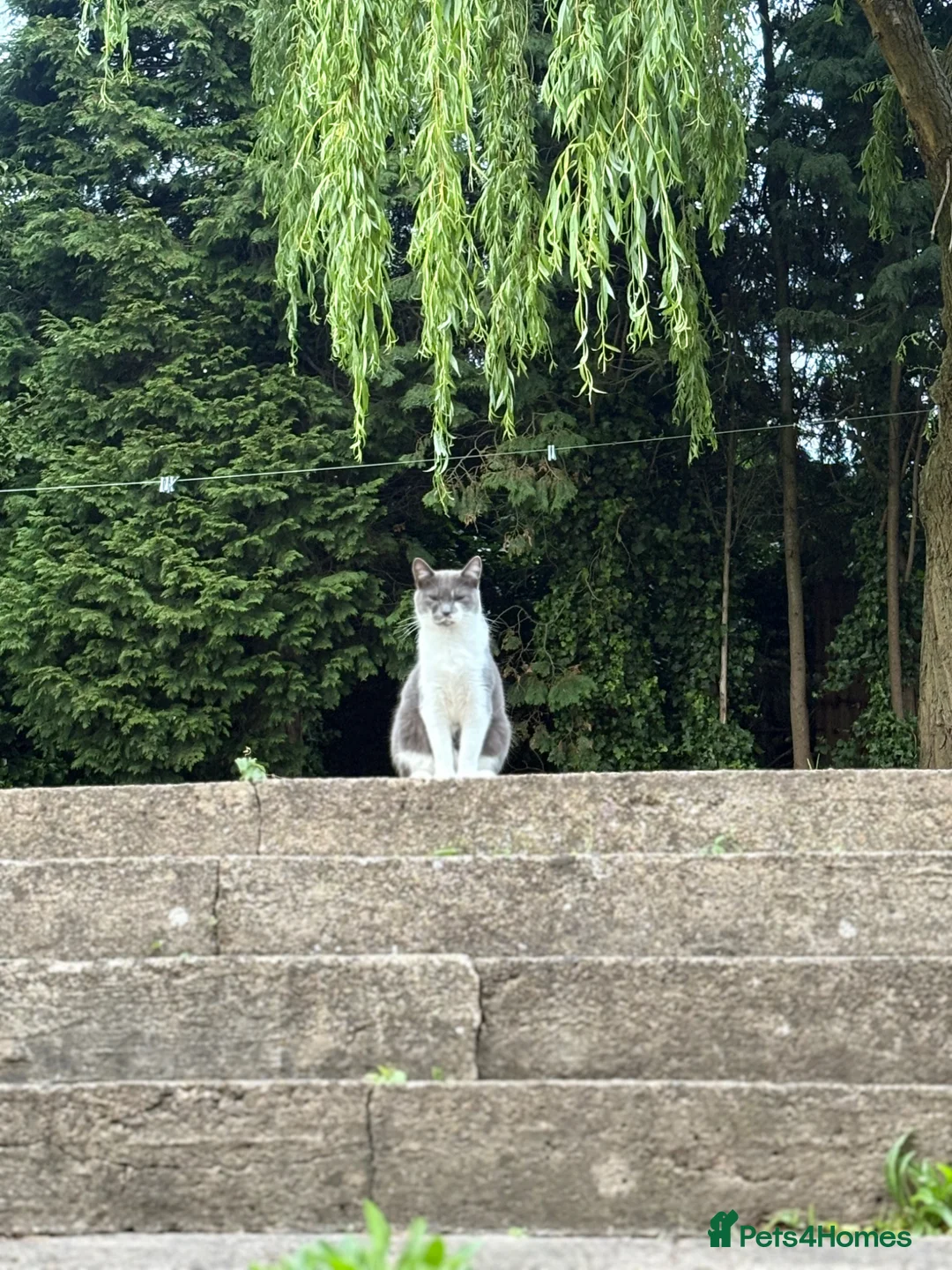 Mixed Breed cats for sale: 3 year old Grey and white Cat - Advert 4