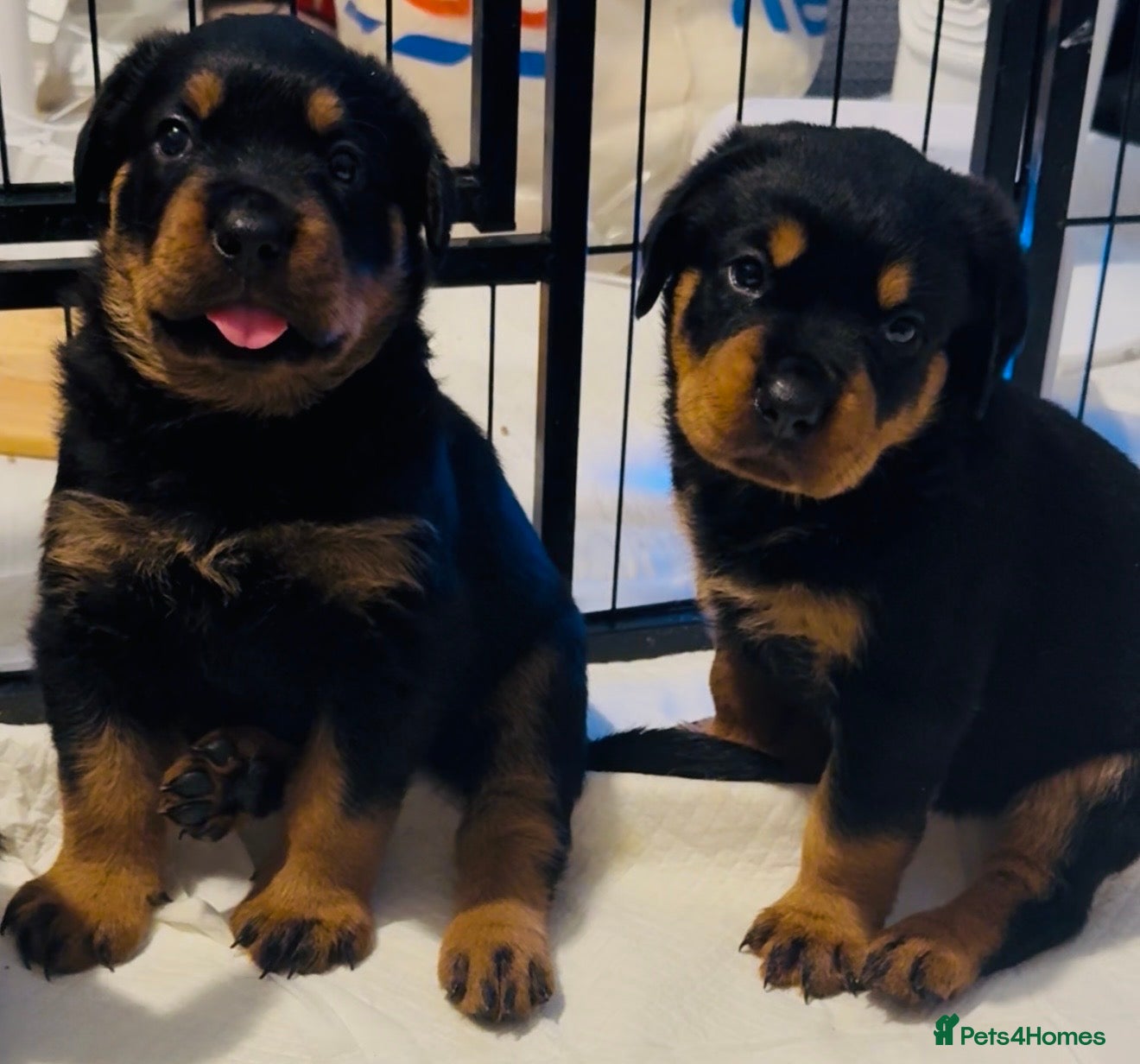 Rottweiler dogs 3 Gorgeous full pedigree Rottweiler puppies left  - Advert 1
