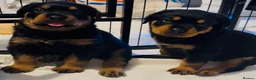 Rottweiler dogs for sale: 2 Gorgeous full pedigree Rottweiler puppies left  - Advert 1