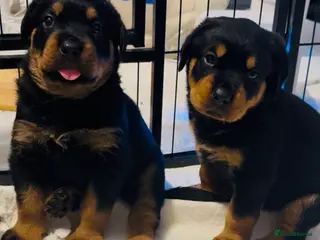 Rottweiler dogs 3 Gorgeous full pedigree Rottweiler puppies left - Advert 1