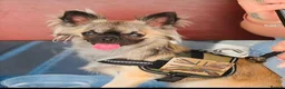 Chihuahua dogs for stud: Chihuahua STUD DOG  - Advert 2