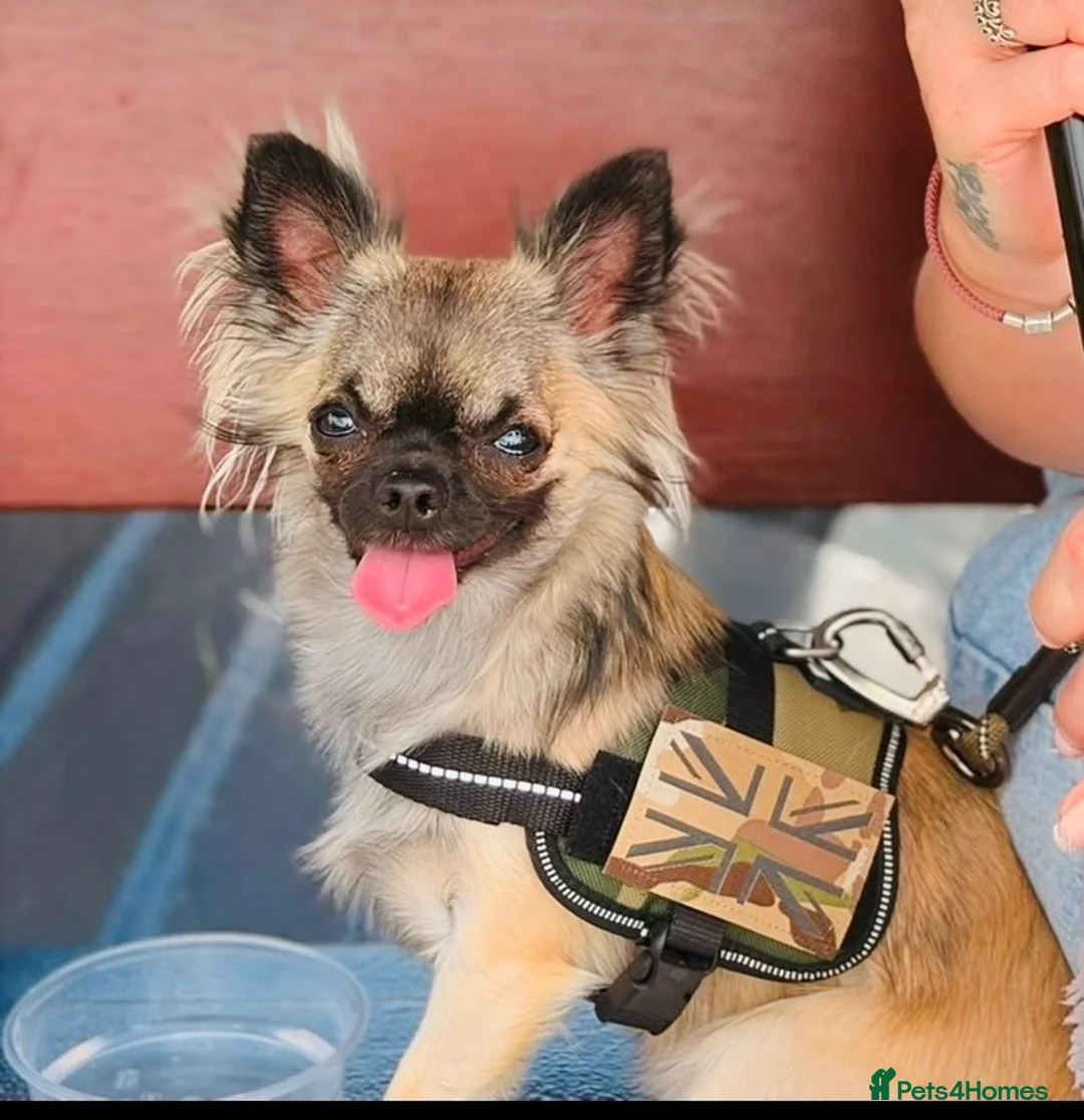 Chihuahua dogs for stud: Chihuahua STUD DOG  - Advert 2