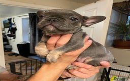 French Bulldog dogs for sale: 3 beautiful boys and girls - Image 24