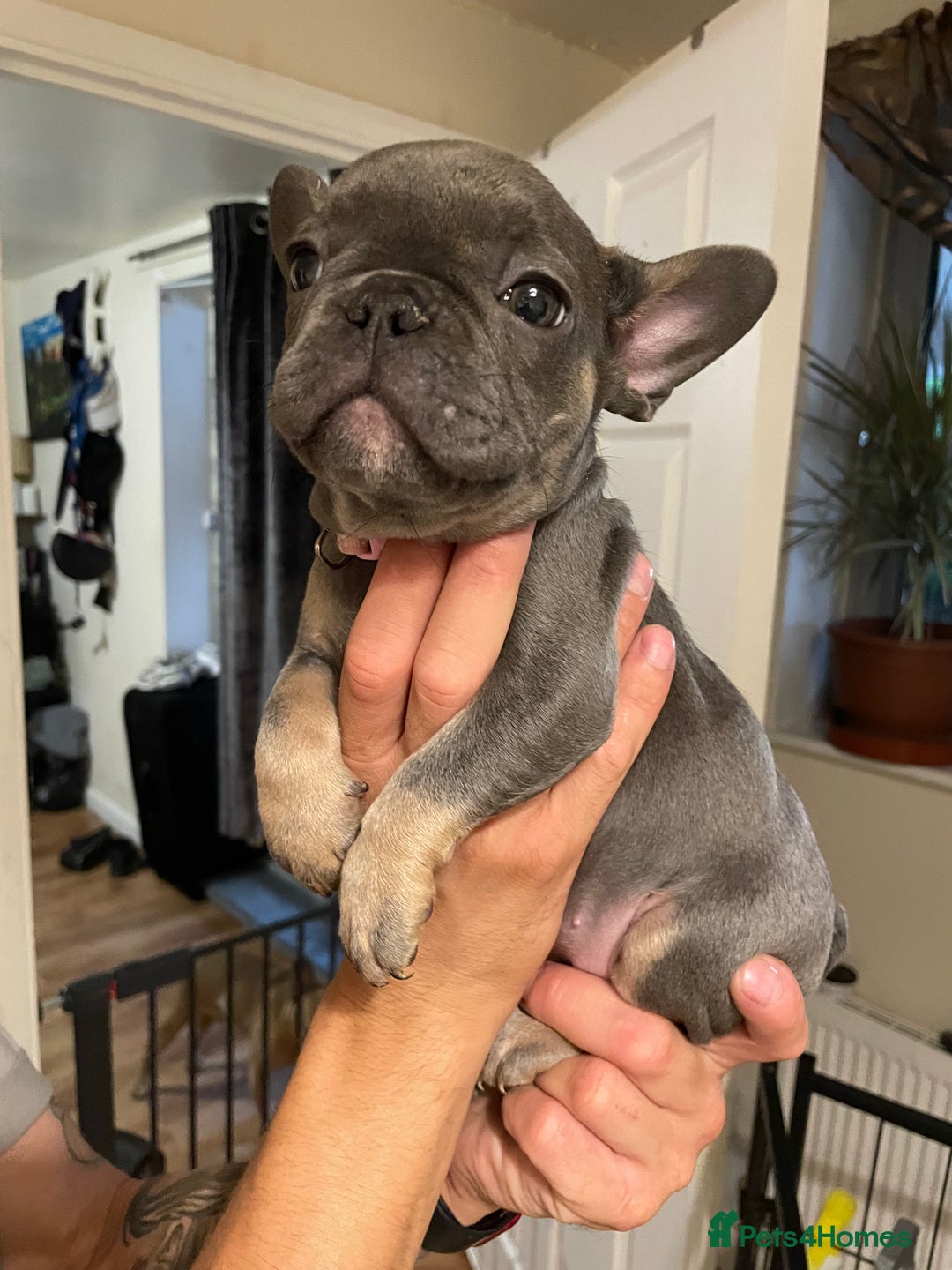 French Bulldog dogs for sale: 3 beautiful boys and girls - Image 24