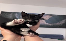 European cats for sale: 1 kitten for sale  - Image 4