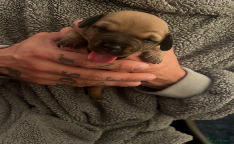 Mixed Breed dogs - Advert 1