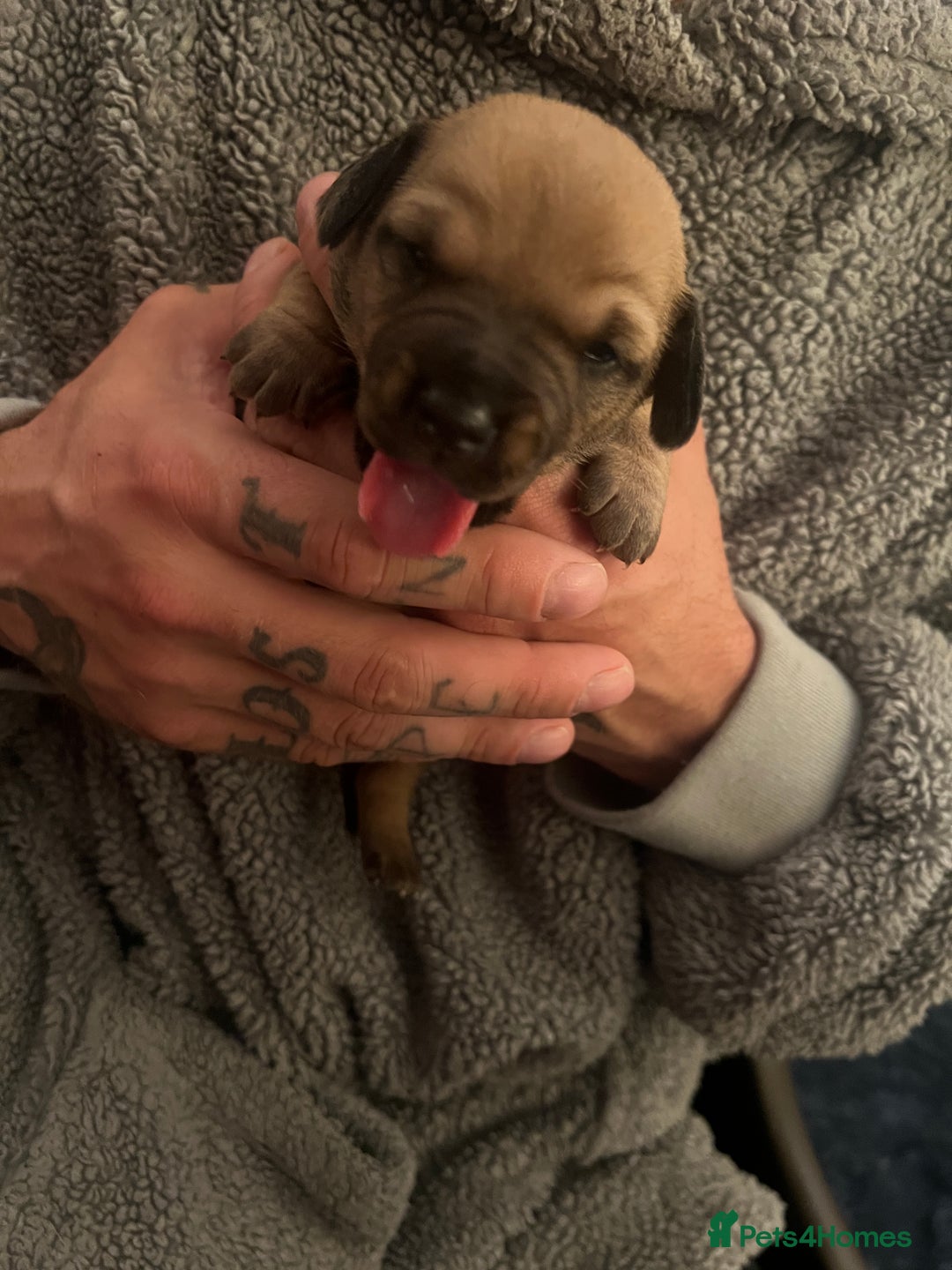 Mixed Breed dogs for sale: Bulldach Puppies - Image 1