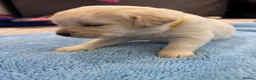 Labrador Retriever dogs for sale: Ready to leave in 1 week. Only boys left - Advert 8