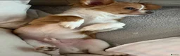 Chihuahua dogs for stud: Lenny in Cannock - Advert 6