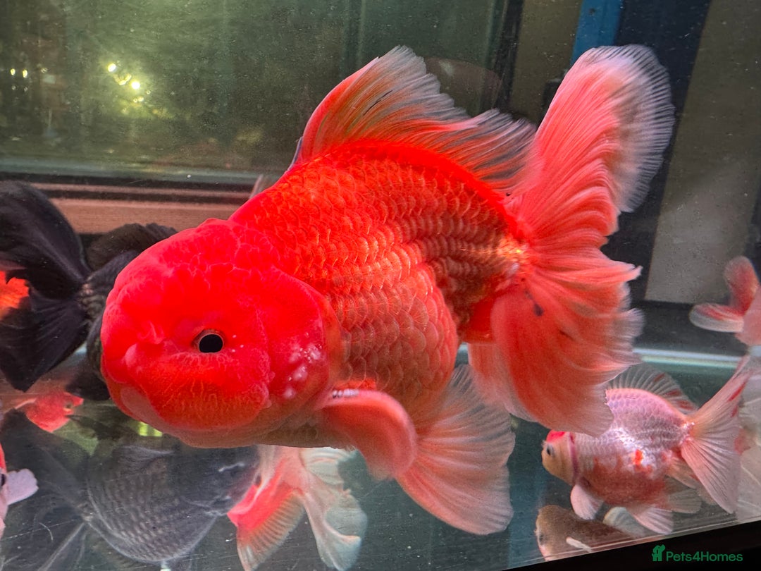 Fancy Goldfish fish for sale: Thai pleated goldfish - Image 20