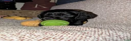 Cocker Spaniel dogs for sale: 🐾🐶Beautiful black show type cocker spaniels 🐾🐶 in Alton - Advert 4