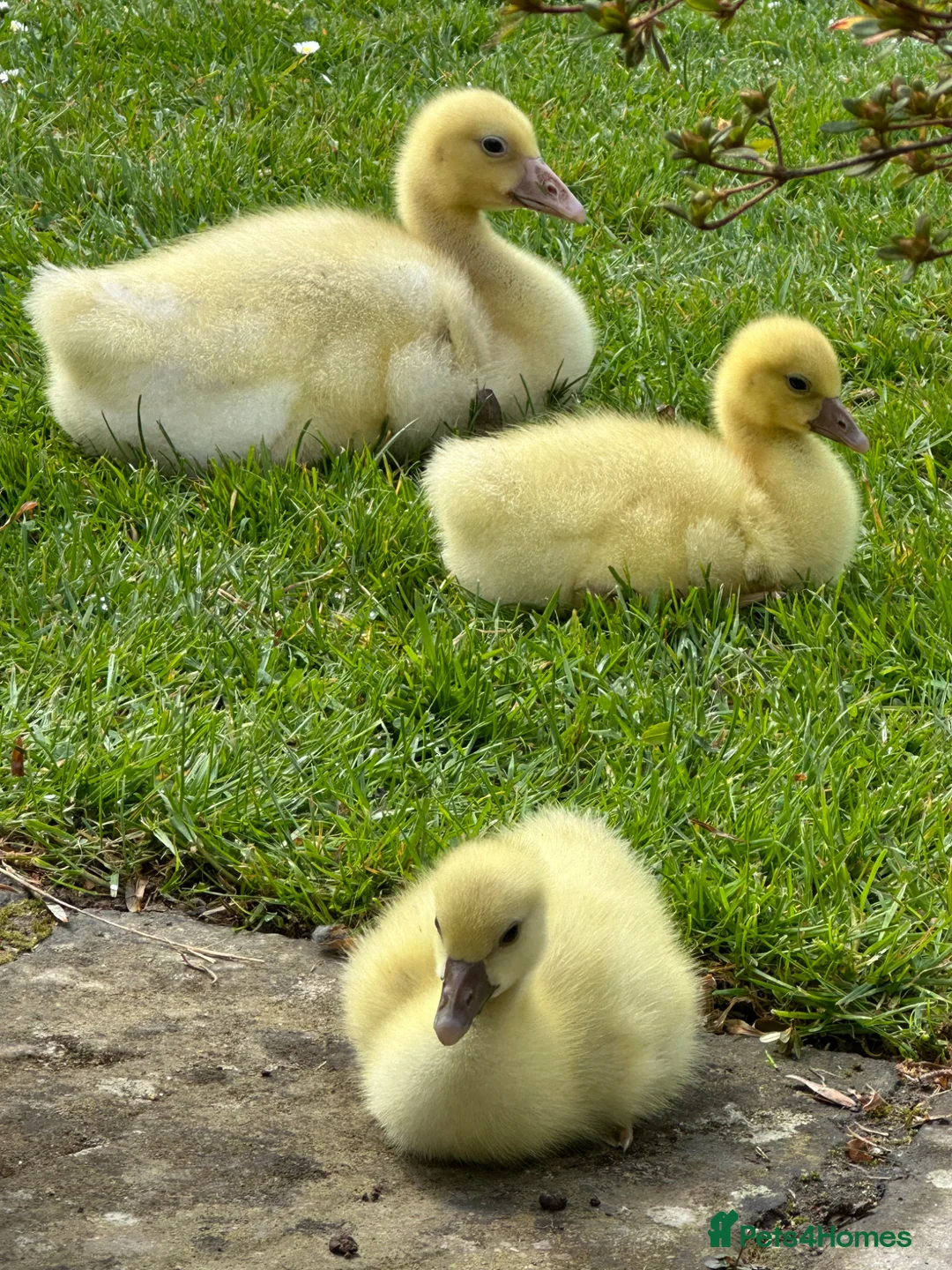Geese poultry for sale: Rare Franconian geese for sale  - Advert 2