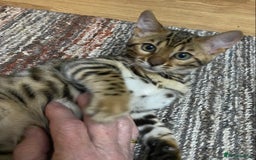 Bengal cats for sale: Bengal kittens - Image 3