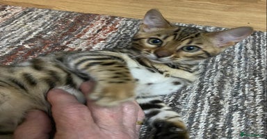 Bengal cats - Advert 10