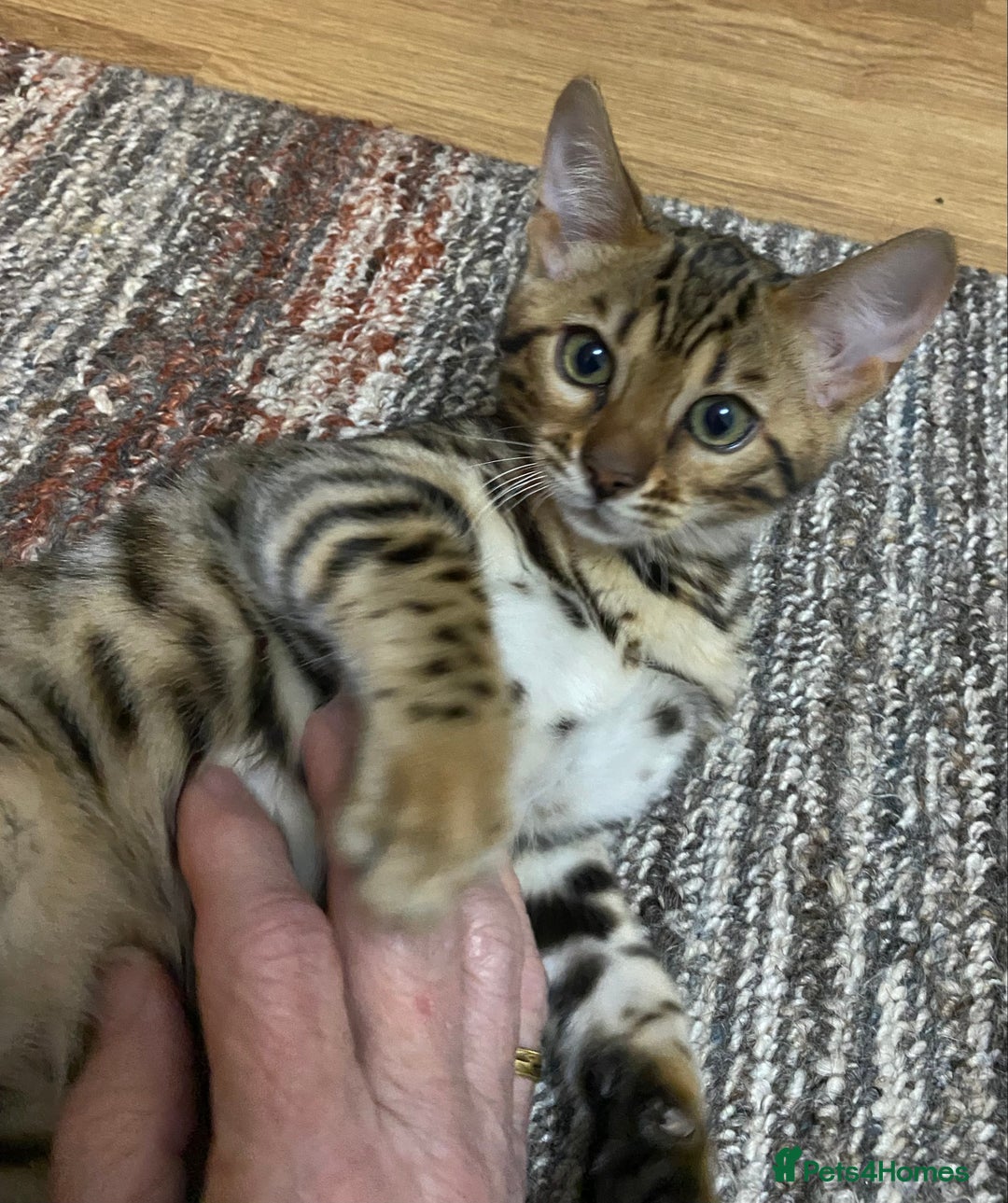 Bengal cats for sale: Bengal kittens - Image 3