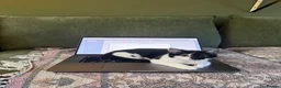 Domestic Shorthair cats for sale: 6 Months Gorgeous Tuxedo Kitten for Sale in Port Talbot - Advert 2