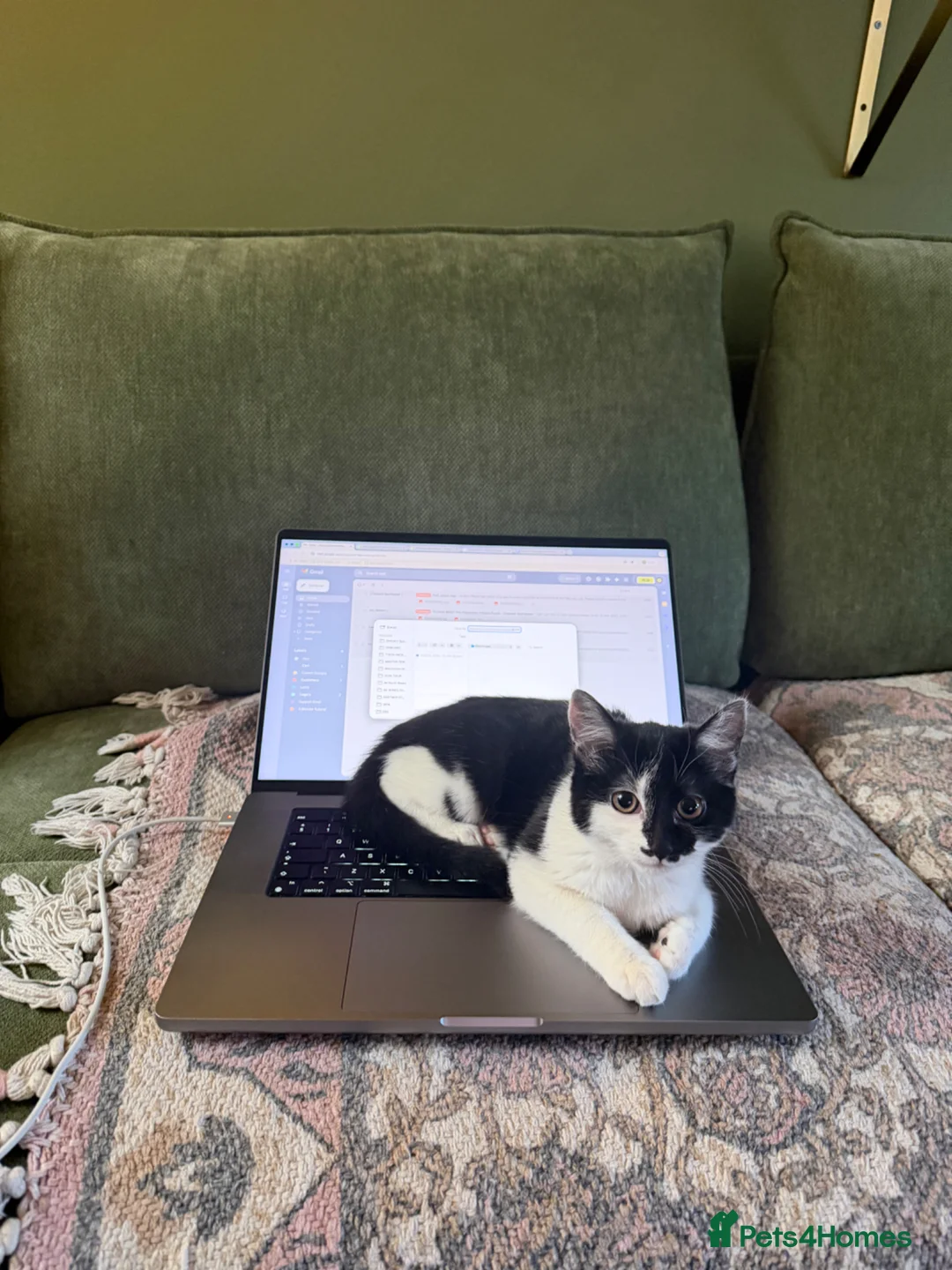 Domestic Shorthair cats for sale: 6 Months Gorgeous Tuxedo Kitten for Sale in Port Talbot - Advert 2