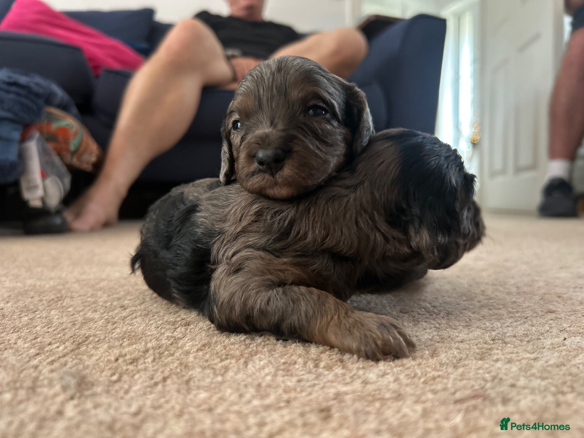 Cavapoo dogs Stunning chocolate merle cavapoo puppies - Advert 1