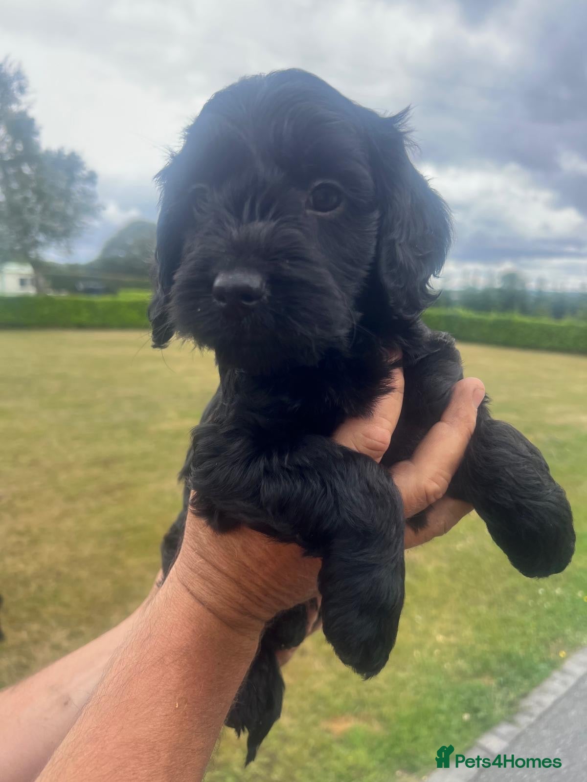 Cockapoo dogs Stunning F1 Cockapoo black male pup for sale  - Advert 2