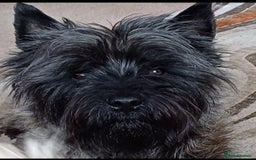 Cairn Terrier dogs for stud: Champion bloodline, KC registered Cairn for stud. in Hope Valley - Image 14