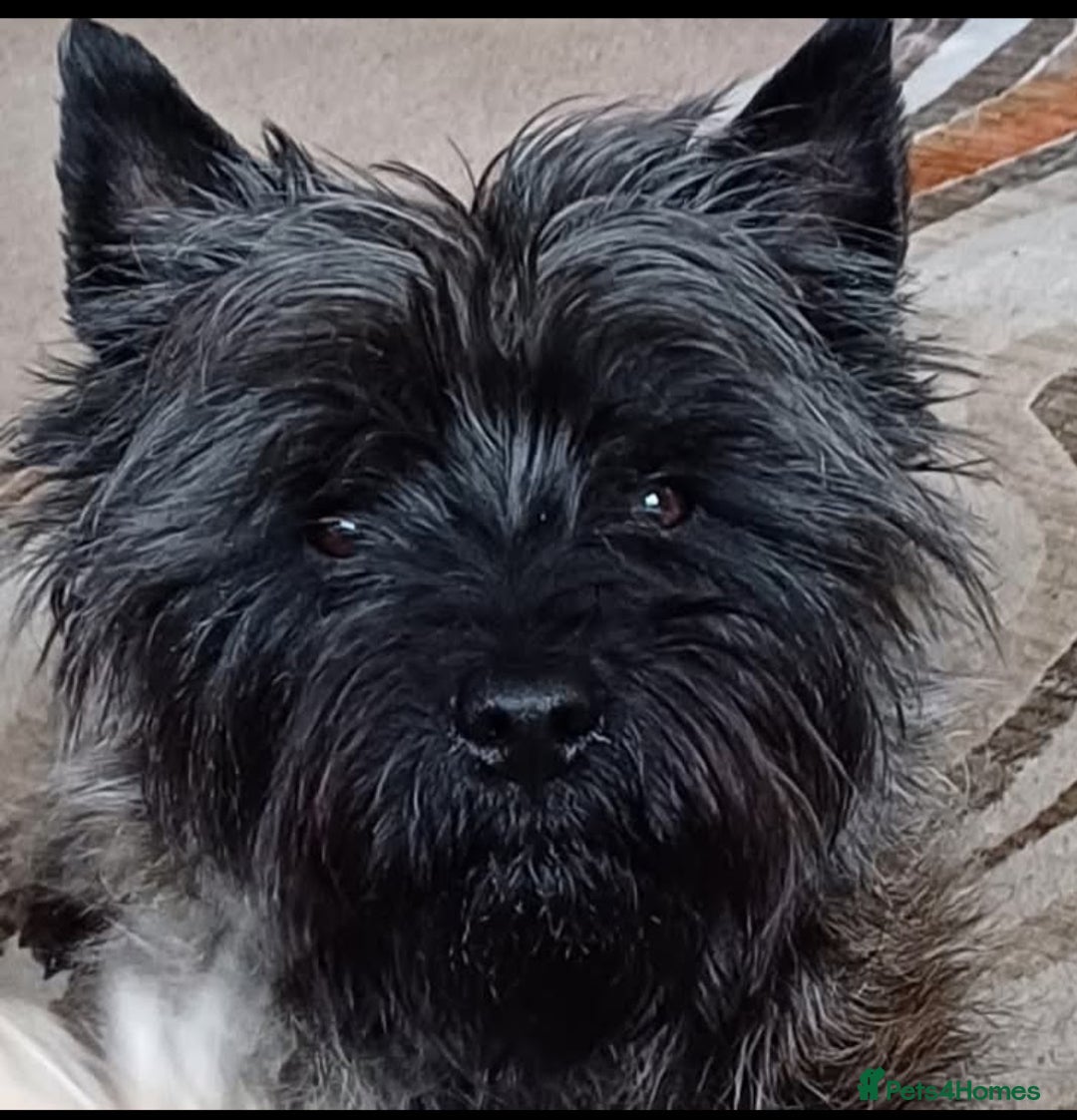 Cairn Terrier dogs for stud: Champion bloodline, KC registered Cairn for stud. in Hope Valley - Image 14