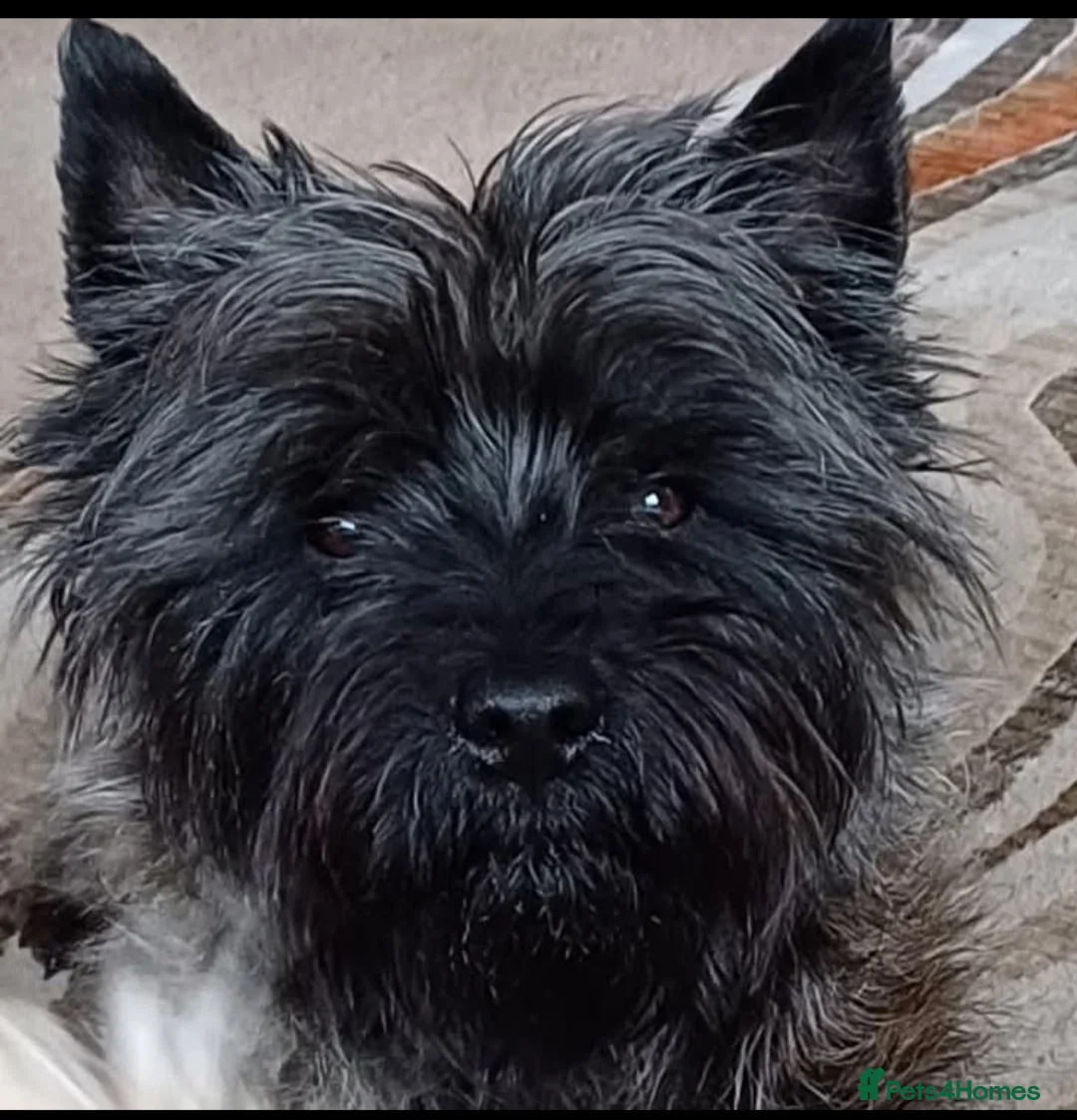 Cairn Terrier dogs for stud: Champion bloodline, KC registered Cairn. in Hope Valley - Advert 13