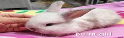 Mini Lop rabbits for sale: Beautiful bunnies - Advert 2