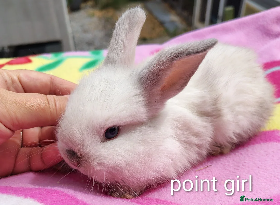 Mini Lop rabbits for sale: Beautiful bunnies - Advert 2
