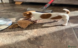 Jack Russell dogs for sale: Stunning little boys and girls - Image 8